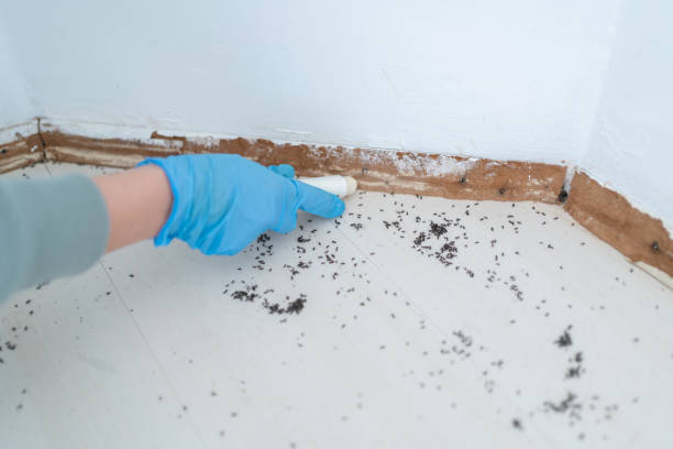 Best Rat Extermination Near Me  in Oakton, VA